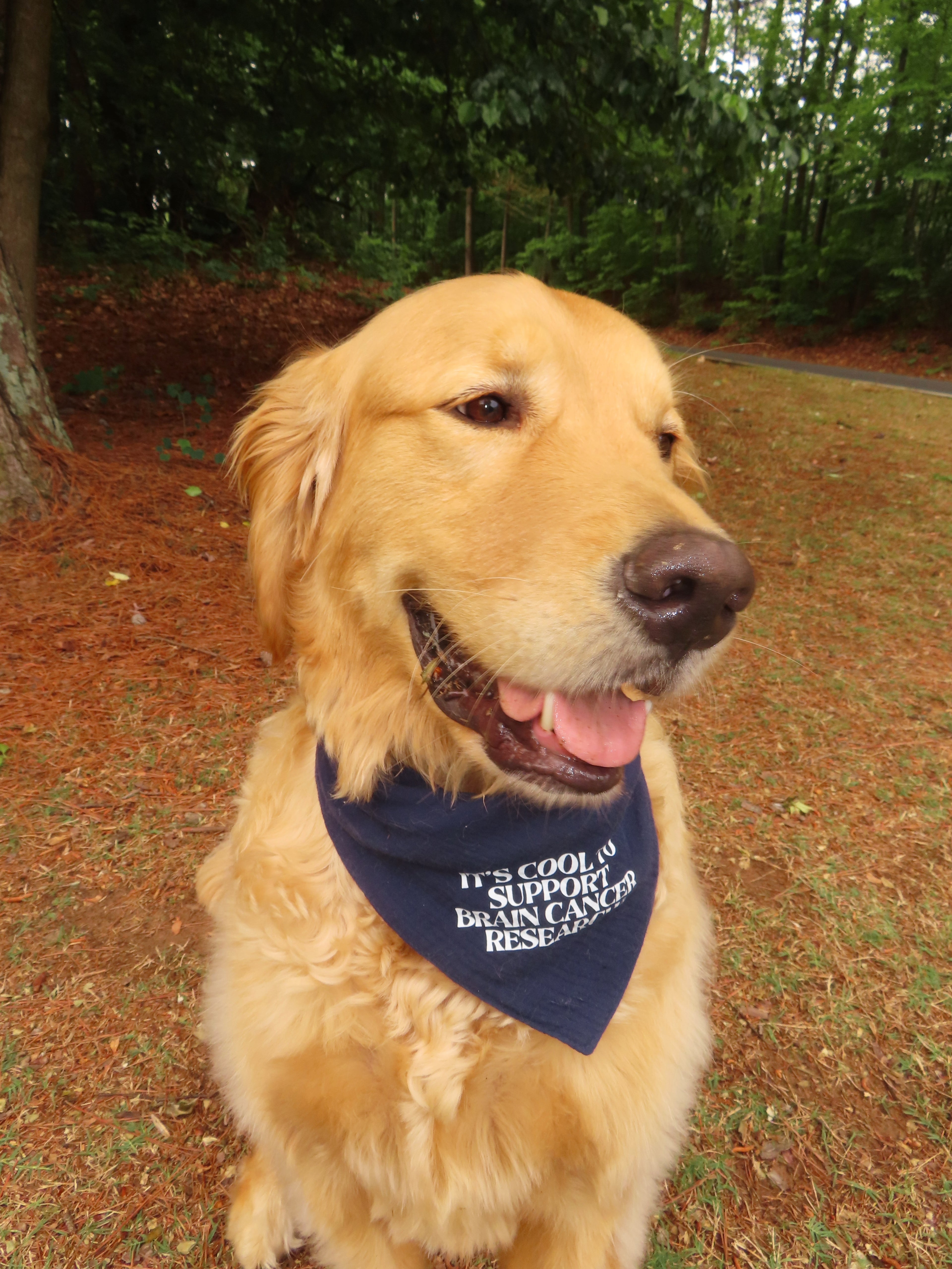 Gray for Glioblastoma x Good Measure Brain Cancer Awareness Dog Bandana - Navy