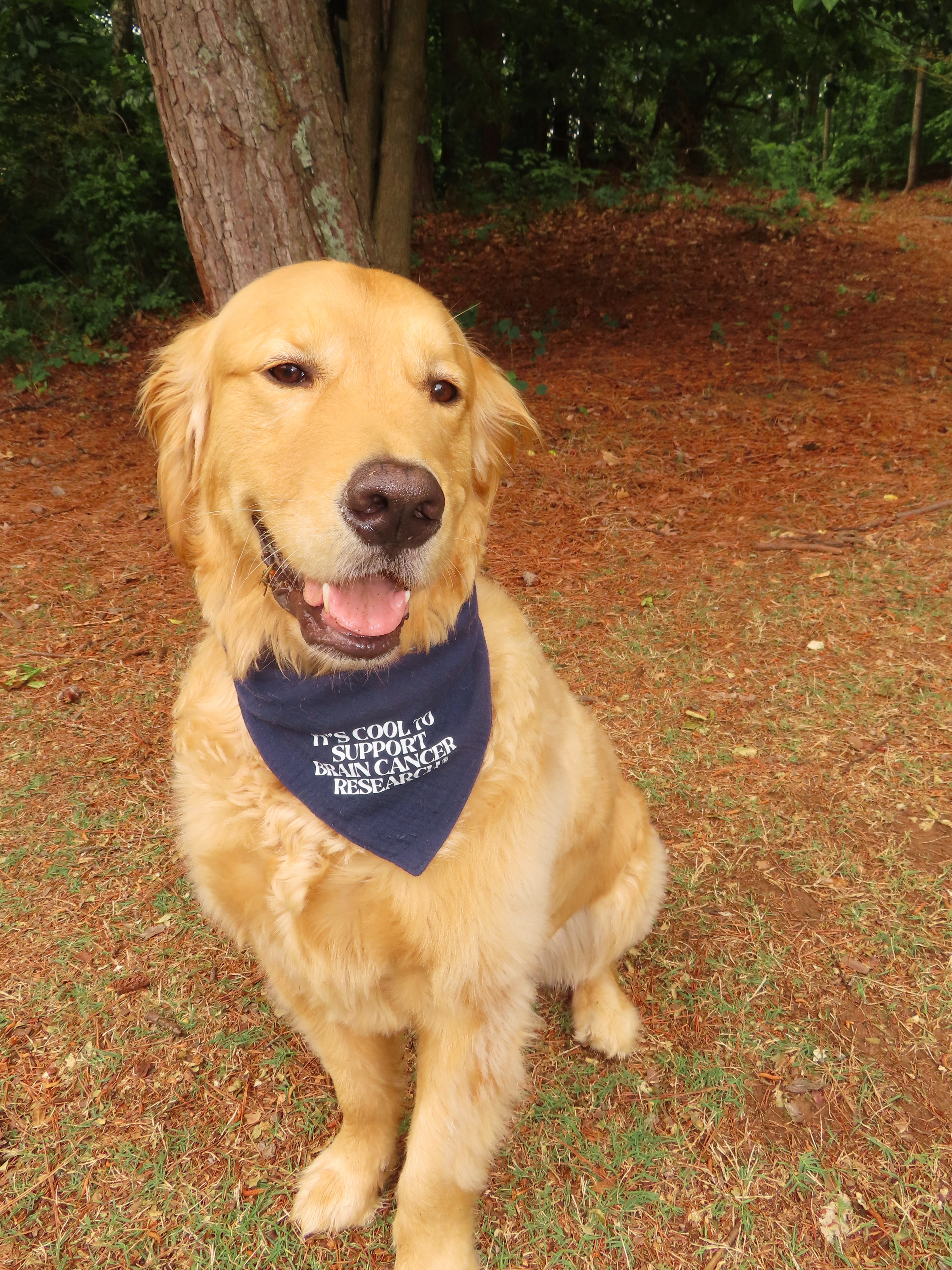 Gray for Glioblastoma x Good Measure Brain Cancer Awareness Dog Bandana - Navy