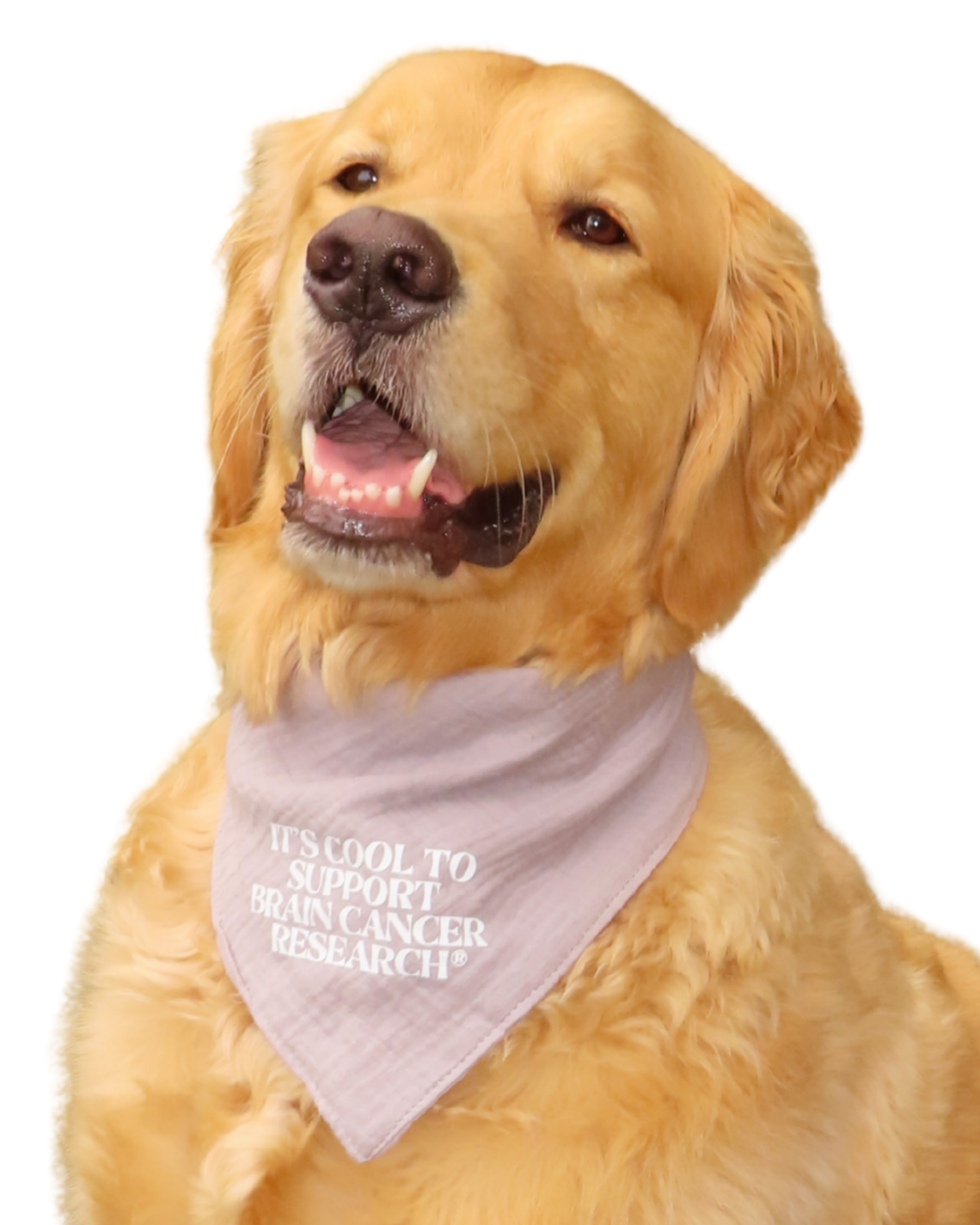 Gray for Glioblastoma x Good Measure Brain Cancer Awareness Dog Bandana - Gray
