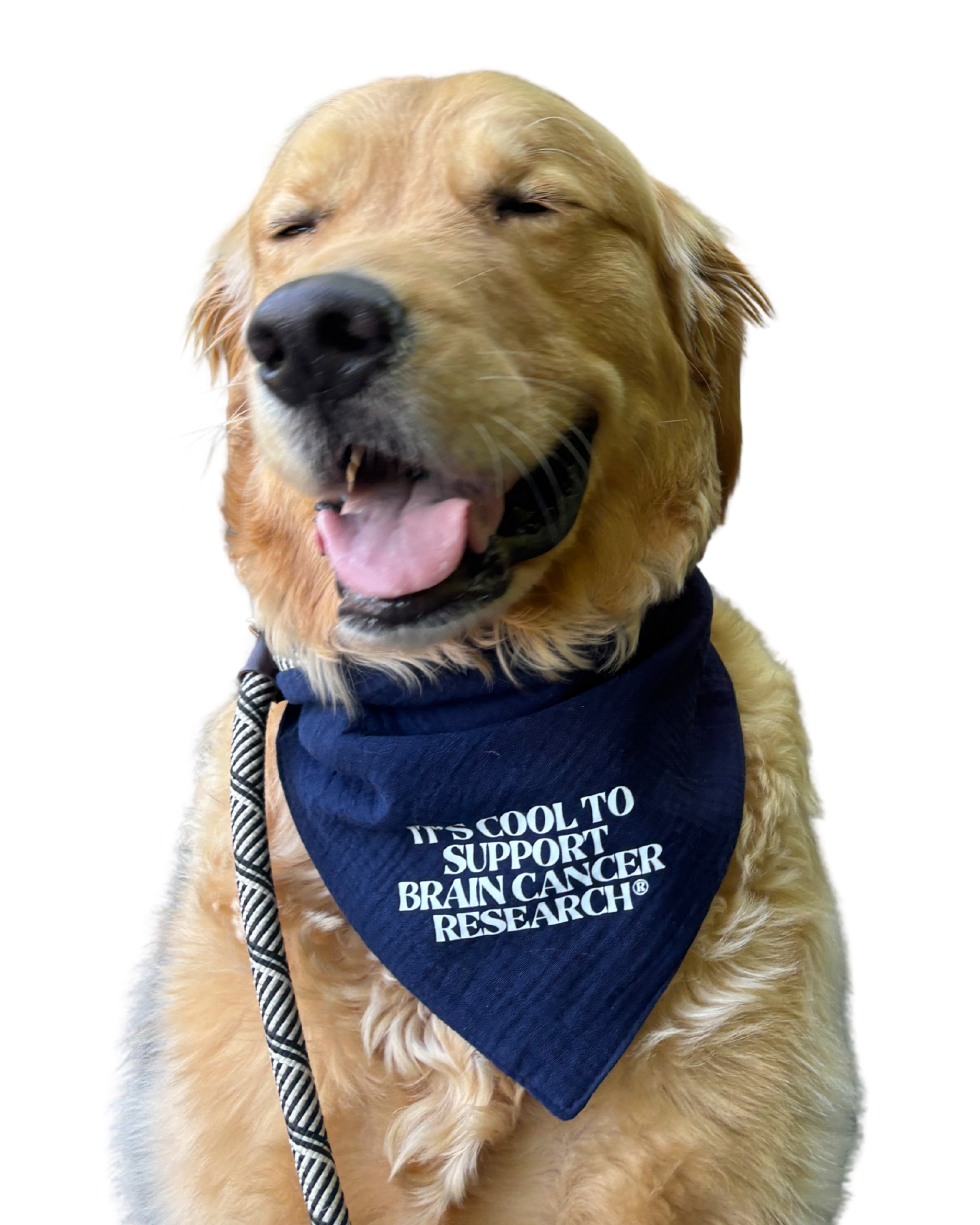 Gray for Glioblastoma x Good Measure Brain Cancer Awareness Dog Bandana - Navy